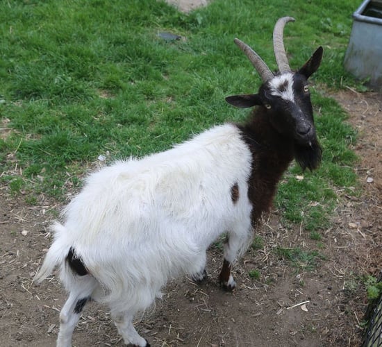 Visitors warned not to feed animals at award-winning farm after goat deaths