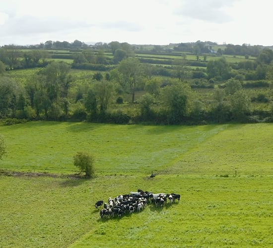 Virtual Farm Walk: Introduction to Martin Connolly's farm - Teagasc Green Acres Calf to Beef Programme Participant