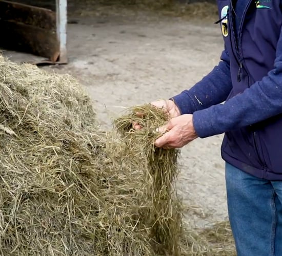 Virtual Farm Walk: Silage harvesting and quality- Calf to Beef Programme