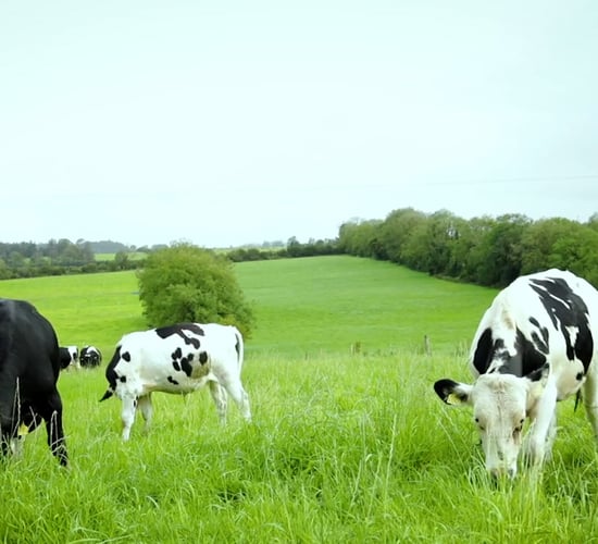 Virtual Farm Walk: Grassland management and target weights- Calf to Beef