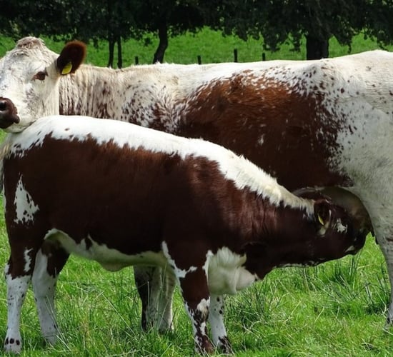 Irish Moiled Cattle Society set to hold 48-hour online timed auction