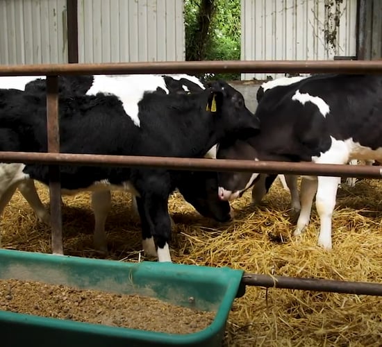 Virtual Farm Walk: Calf health is your wealth