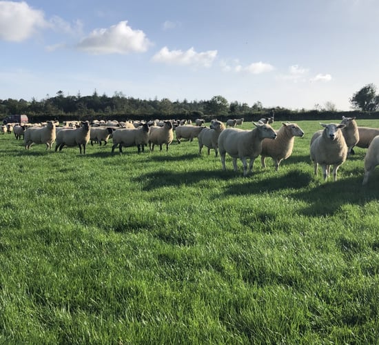 Clearance sale of 200 'genuine' ewes this Thursday, as farm makes way for dairy