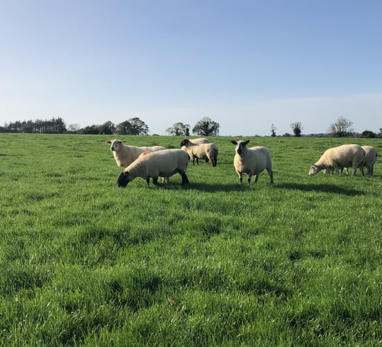 Top price of €220/head recorded at clearance sale of 200-ewe flock at Carnew Mart