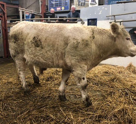 Pics from the mart: Sharp trade for quality bullocks at Castlerea Mart