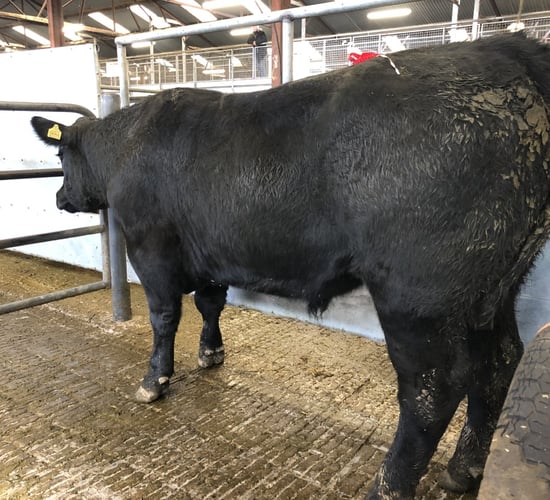 Boom time for Angus cattle as mart prices surpass €5/kg deadweight