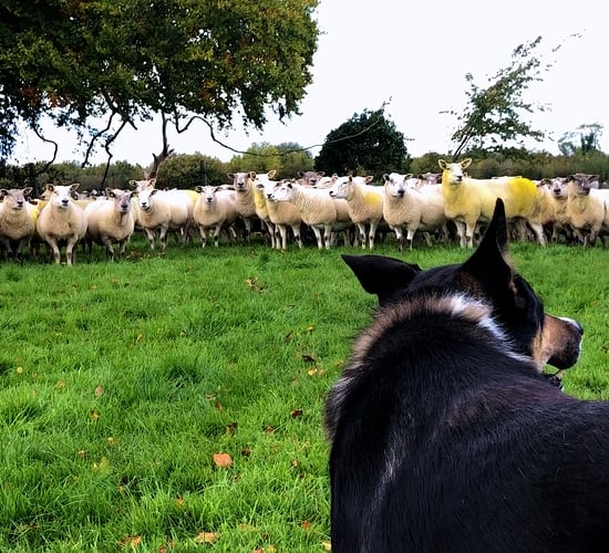 Video: Gerard Carey talks about the breeding season and this year's crop of lambs