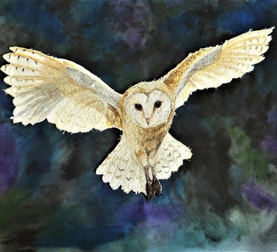 BirdWatch Ireland encourages uptake of barn owl measure in ACRES