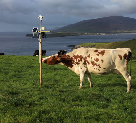 Dingle Farm Ambassador Programme commended by UN