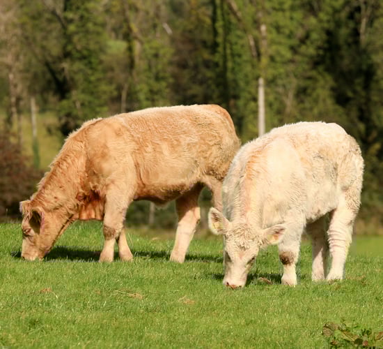 Charolais sale topper proving his worth