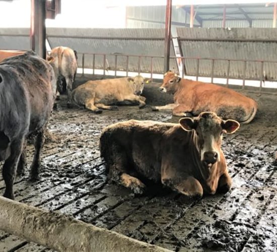 Have you adequate feed and lying space for your cattle this winter?