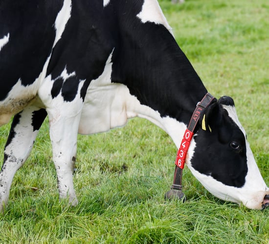 Milking 450 cows on solar power on a dairy farm in Co. Louth