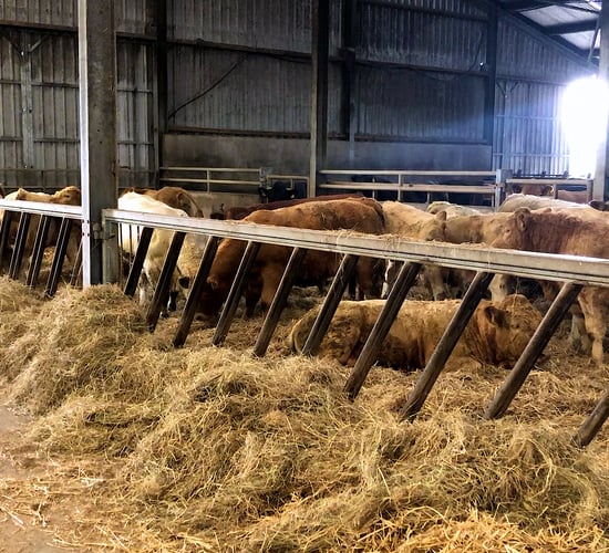 Video: Weaning calves, calving cows and finishing cattle in Gurteen