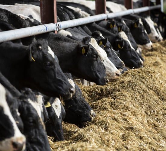 Alltech: European Harvest analysis shows rising mycotoxin risks