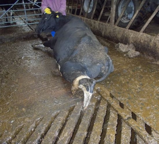 Firefighters called in to rescue cow stuck in grating
