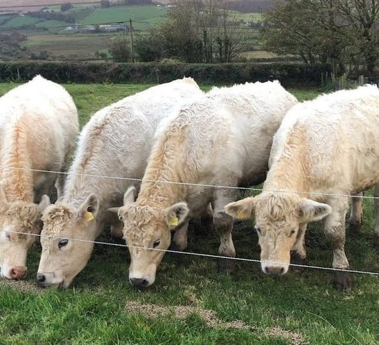 Famous Kerry quad calves sold at Gortatlea Mart last night