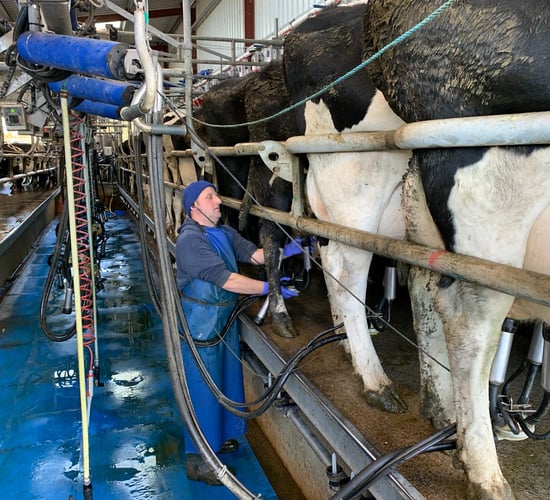 FARM SMART: Technology driving efficiency on a suckler to dairy conversion