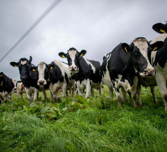 Quality Milk Awards 2020: Who are the rest of the Munster finalists?