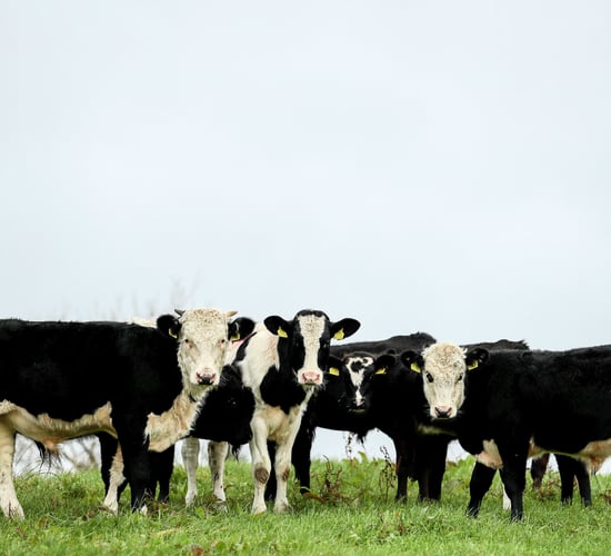 Quality Milk Awards 2020: Who was shortlisted in Ulster/Leinster?