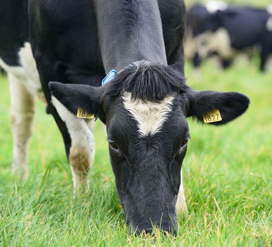 Quality Milk Awards 2020: Who are the finalists in the Atlantic counties?