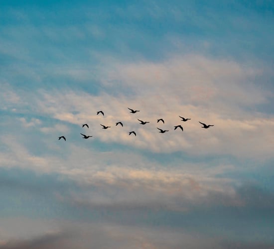 NPWS seeks tenders for farmland birds nature reserve
