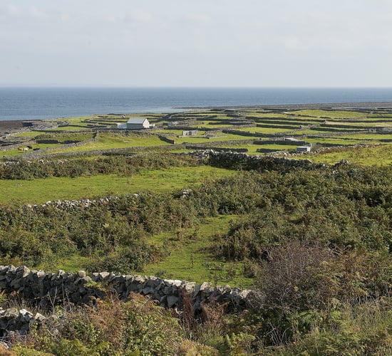 'We have an obligation to ensure their future': Protecting corncrake and Ireland's islands