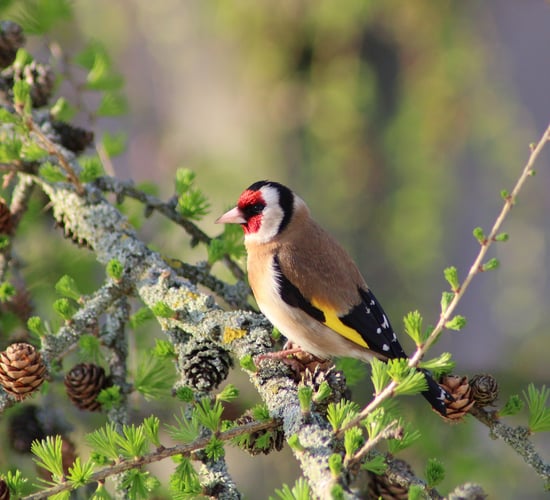 Minister Noonan to pursue establishment of a Wildlife Crime Unit next year
