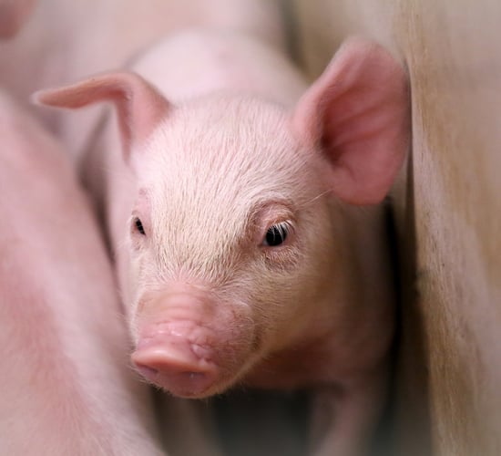 Teagasc ‘Virtual Pig Week’ a must for all in the pig industry