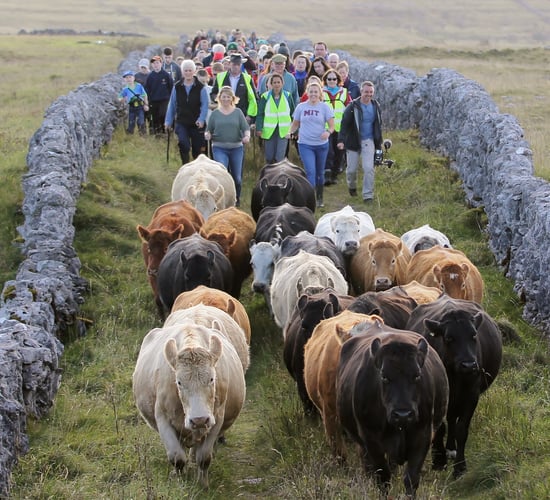 7th Burren Winterage School goes mainly virtual