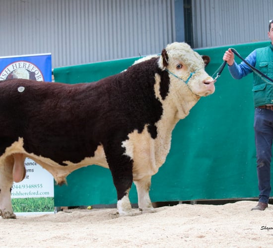 Top price of €4,600 at Irish Hereford Premier Sale