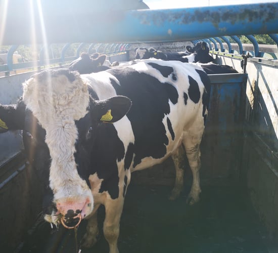 Trailer loaded with €10,000 worth of cattle held at checkpoint