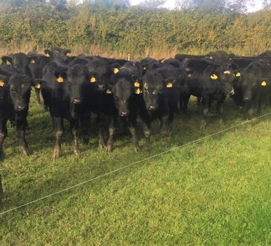 GrowthWatch: Targeting 60% of the farm grazed by the end of October