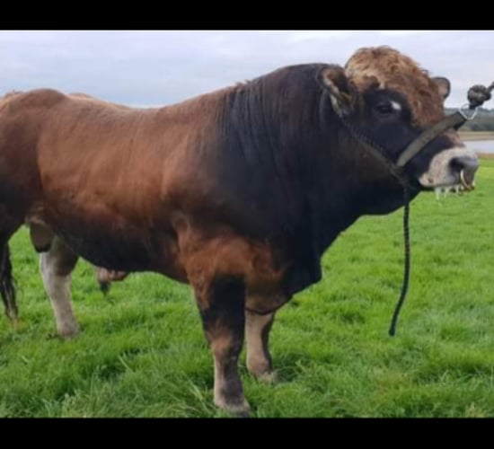 Top price of €4,350 paid at Irish Aubrac Sale