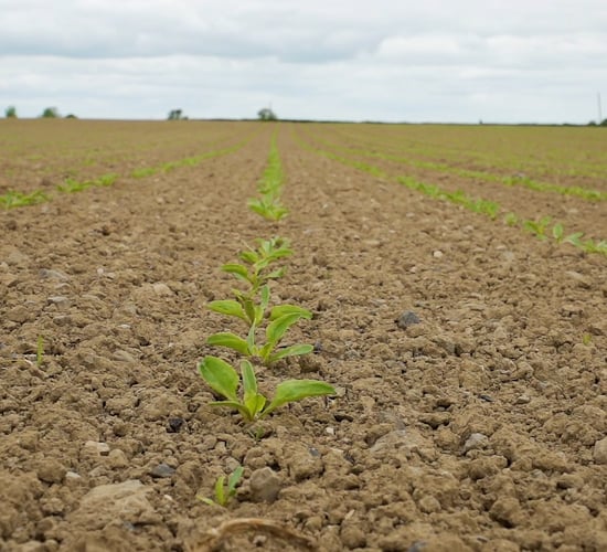 CROPS WATCH: The new beet on the block is 'smart'