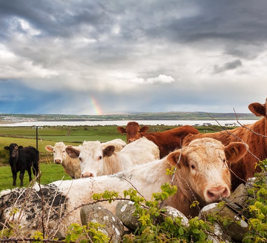 How to find the best insurance for your farm