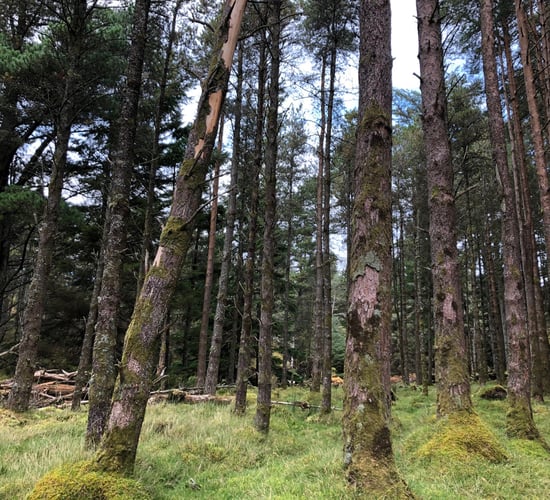 Coillte deal highlights flaws in government forestry strategy - TD