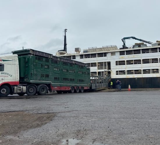 2,000 young bulls wanted for export to Libya