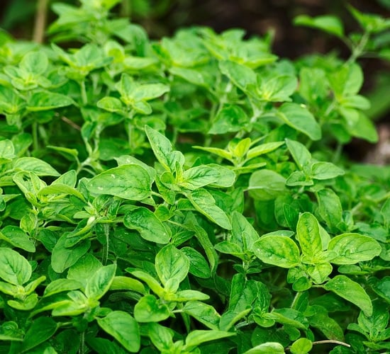 QUB food fraud study finds locally-sold sage to be 'heavily adulterated'
