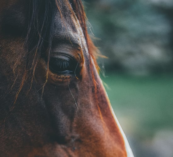 Horse feed case concludes in 'amicable' mediation - Tirlán