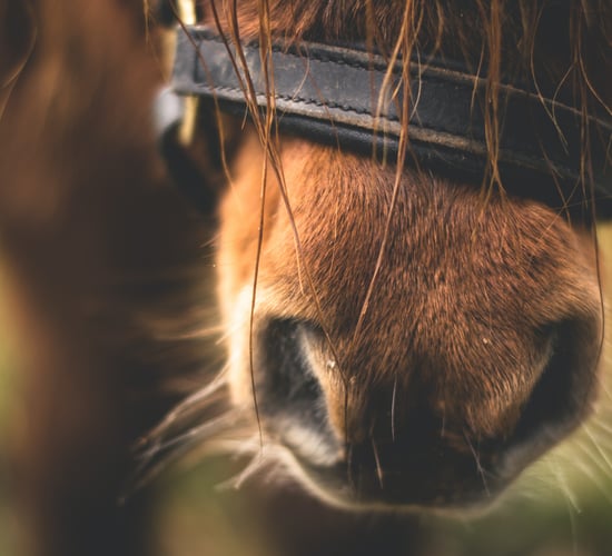 Gain resumes equine feed production as investigation continues
