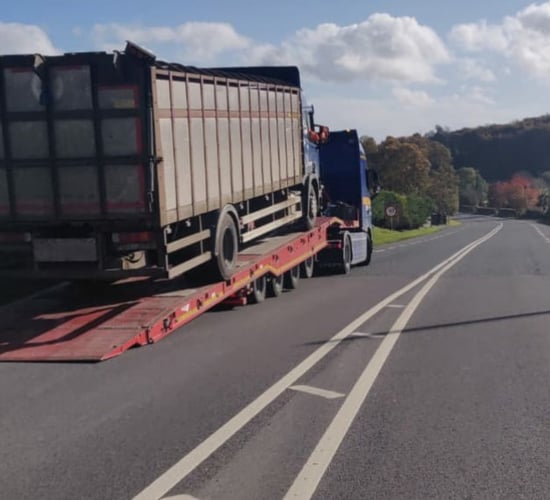 Livestock lorry seized at Garda checkpoint in Laois