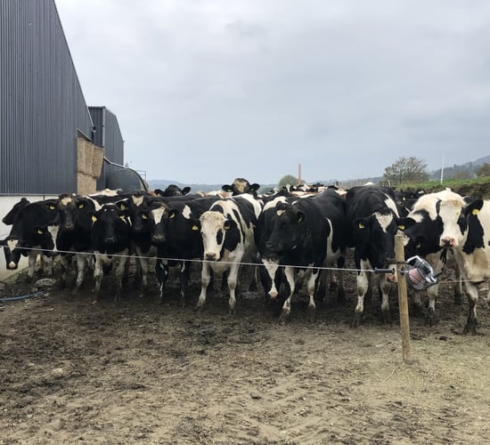 Dairy management: Weighing heifers, carrying out a forage analysis and calf housing