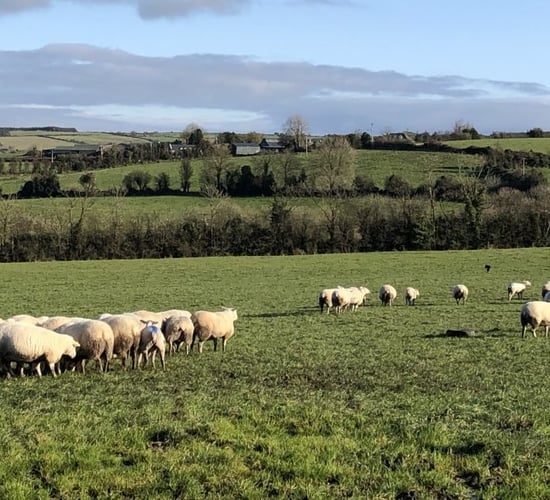 Banking grass as grazing conditions worsen