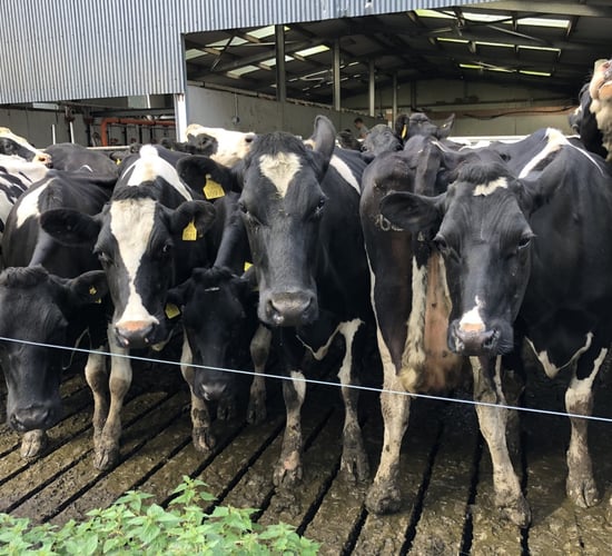 Dairy management: Time to think about your cows' BCS