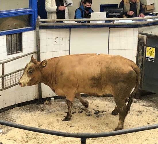 Cattle marts: Trade for dry cows eases, as customers become cautious