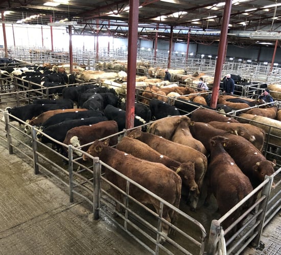 Pics from the mart: Strong demand for dry cows at Athenry Mart
