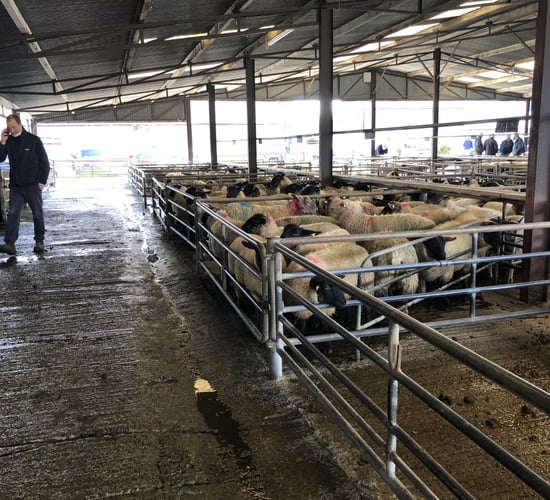 Pics from the mart: Heavy lambs hit €112/head at Loughrea