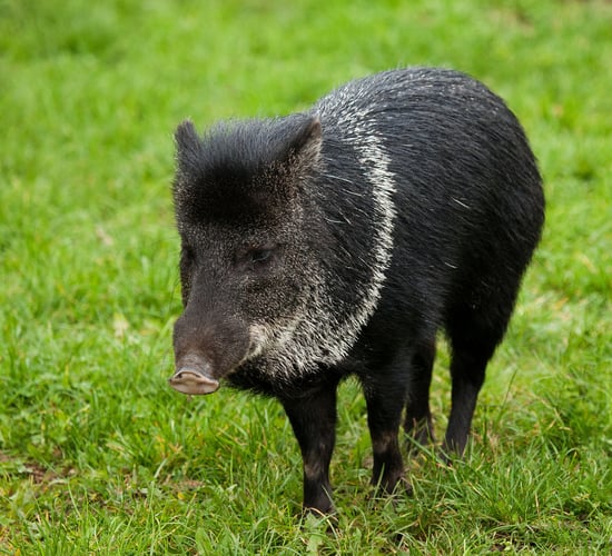3 more cases of African swine fever in German wild boars