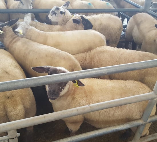 Butcher lambs 'a shade easier' but still a very strong trade at Ennis Mart