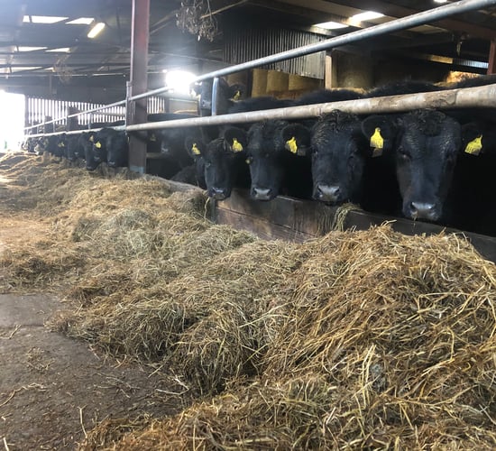 Beef focus: Operating a 50-head finishing enterprise and dairy farm in Co. Kilkenny